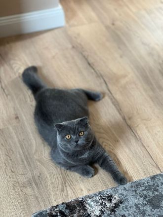 BHK Kater und Misschling BHK- Russischblau Katze