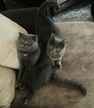 BHK Kater und Misschling BHK- Russischblau Katze