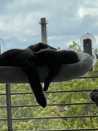 BHK Kater und Misschling BHK- Russischblau Katze