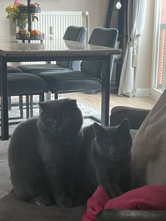 BHK Kater und Misschling BHK- Russischblau Katze