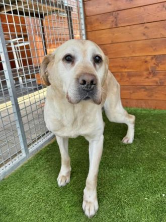 Yogurt - neugierig, treu und sozial