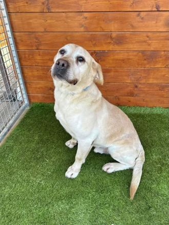 Yogurt - neugierig, treu und sozial