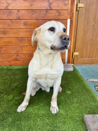 Yogurt - neugierig, treu und sozial