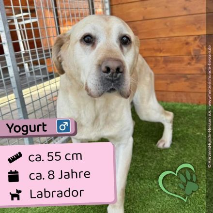 Yogurt - neugierig, treu und sozial