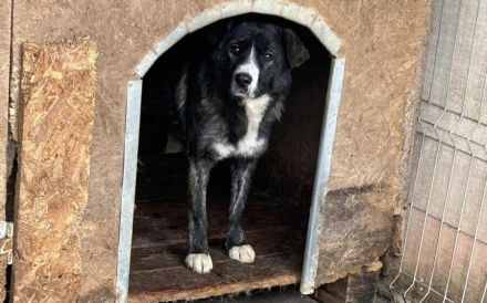 Ruhiges Zuhause gesucht für die schüchterne Bimba