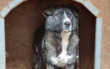 Ruhiges Zuhause gesucht für die schüchterne Bimba