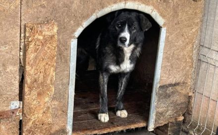 Ruhiges Zuhause gesucht für die schüchterne Bimba