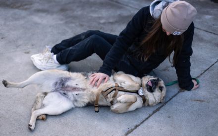 Zuhause gesucht für menschenbezogene Sheila