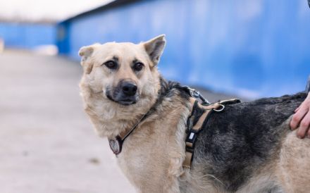 Zuhause gesucht für menschenbezogene Sheila