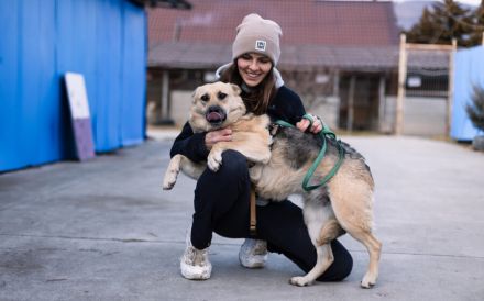 Zuhause gesucht für menschenbezogene Sheila