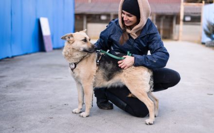Zuhause gesucht für menschenbezogene Sheila