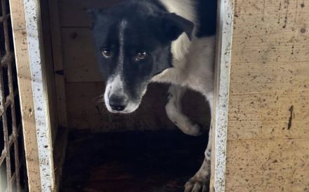 Scheuer Snoopy braucht liebevolles Zuhause