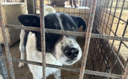 Scheuer Snoopy braucht liebevolles Zuhause