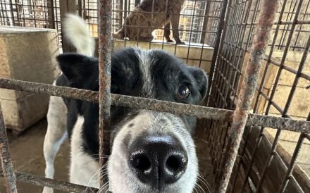 Scheuer Snoopy braucht liebevolles Zuhause