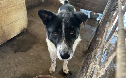 Scheuer Snoopy braucht liebevolles Zuhause