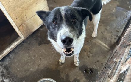 Scheuer Snoopy braucht liebevolles Zuhause