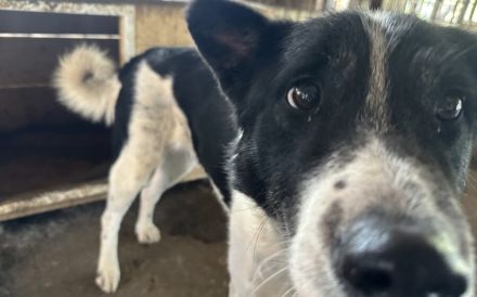 Scheuer Snoopy braucht liebevolles Zuhause