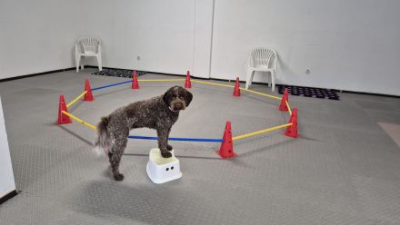 Petras mobile Hundeschule