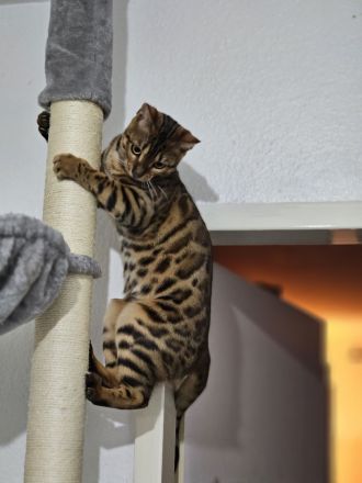 Bengal katze