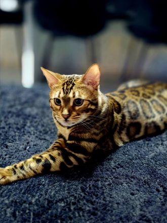 Bengal katze