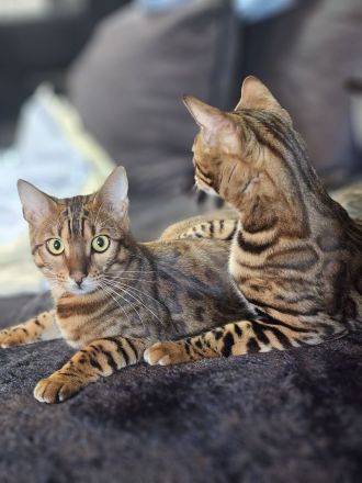 Bengal katze