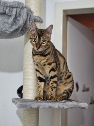 Bengal katze