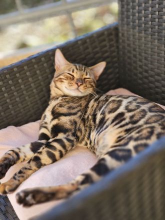 Bengal katze