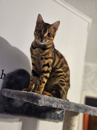 Bengal katze