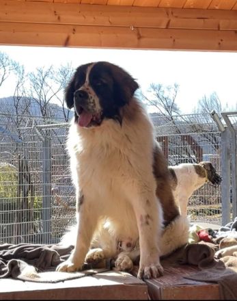 Aemond - lieb und treu