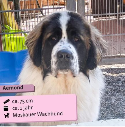 Aemond - lieb und treu