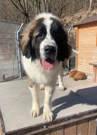 Aemond - lieb und treu