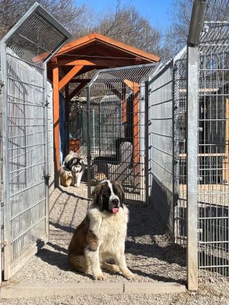 Aemond - lieb und treu