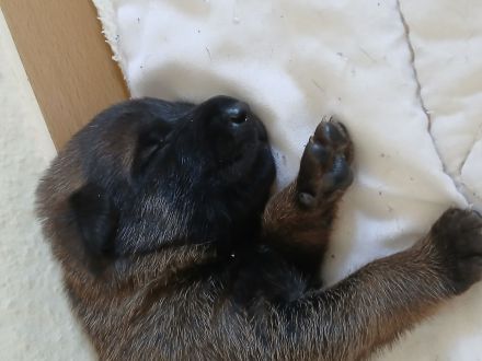 Belgische Schäferhunde Welpen
