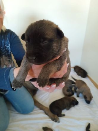 Belgische Schäferhunde Welpen