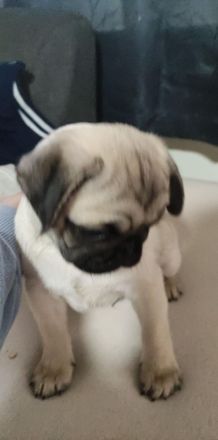 1  beiger  Mops Rüde noch verfügbar