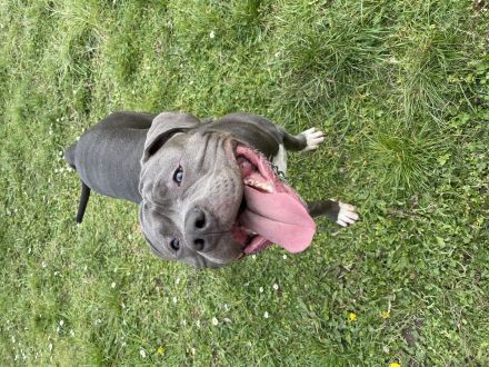 American Bully Xl Deckrüde