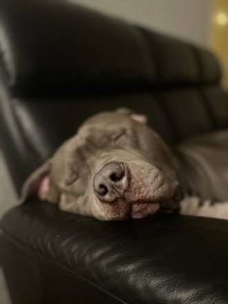 American Bully Xl Deckrüde