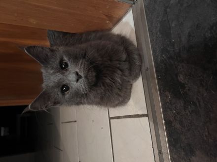 Maine Coon Mix Kitten