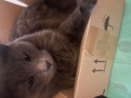 Maine Coon Mix Kitten