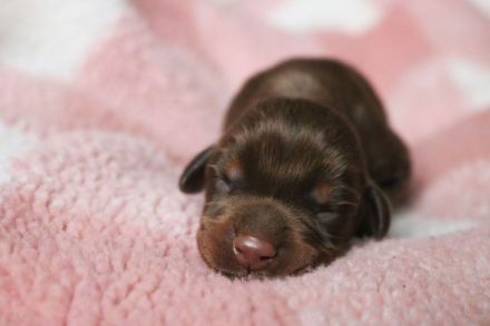 Weibliche amerikanische Linie FCI