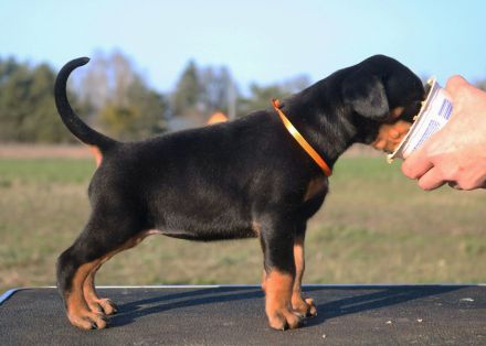 Weibliche amerikanische Linie FCI