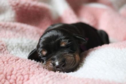 Weibliche amerikanische Linie FCI