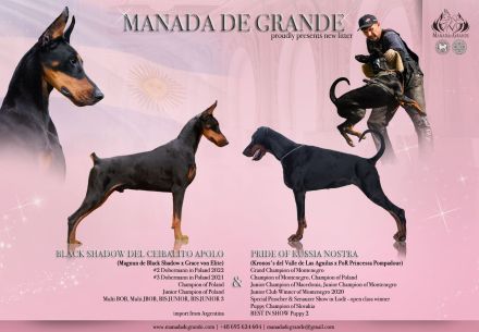 Weibliche amerikanische Linie FCI