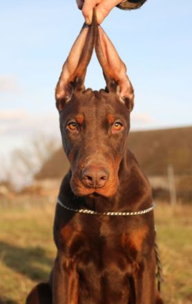 Brauner Dobermann-Weibchenwelpe FCI
