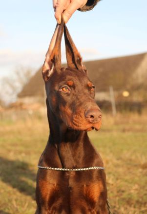 Brauner Dobermann-Weibchenwelpe FCI