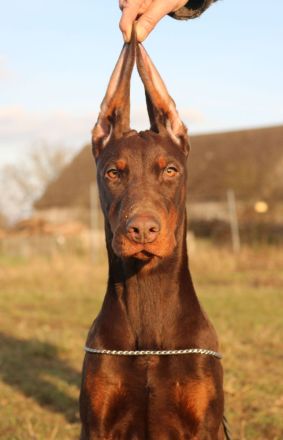 Brauner Dobermann-Weibchenwelpe FCI