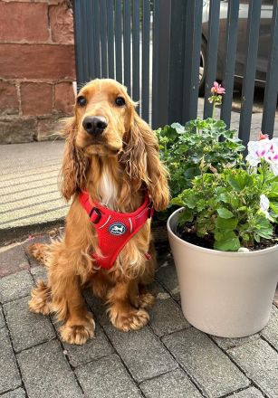 English Cocker Spaniel (Deckrüde) 14 Monate