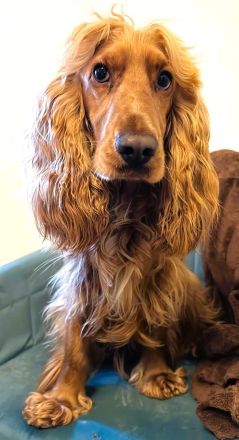 English Cocker Spaniel (Deckrüde) 14 Monate