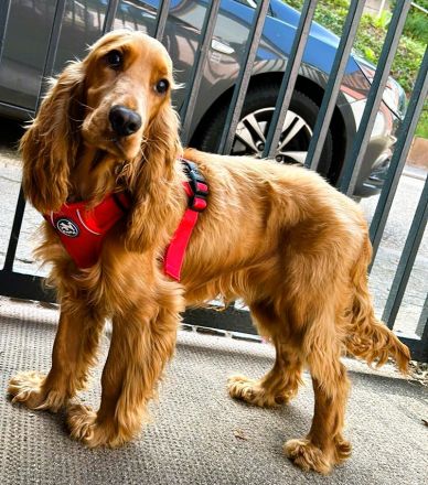 English Cocker Spaniel (Deckrüde) 14 Monate