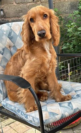 English Cocker Spaniel (Deckrüde) 14 Monate